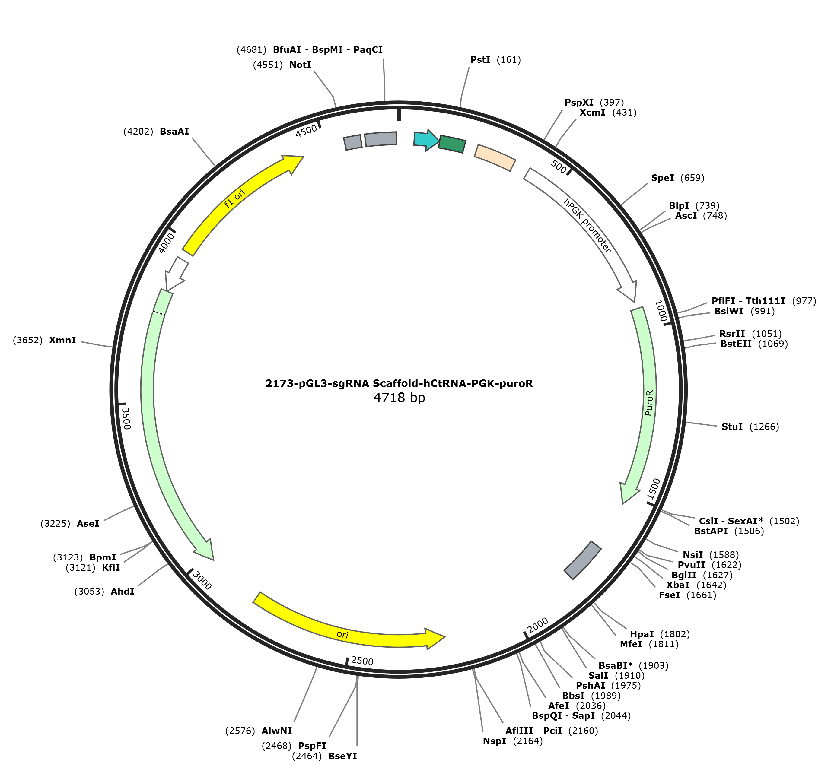 pGL3-sgRNA Scaffold-hCtRNA-PGK-puroR载体图谱.png